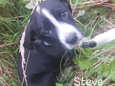 Springador x Border Collie puppies in Clare– Family-Raised