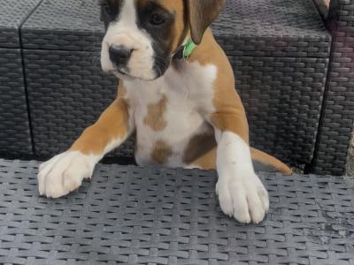 Beautiful IKC Registered Boxer pups