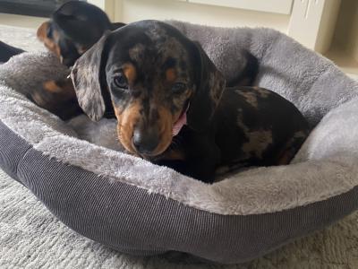 Miniature Dachshund