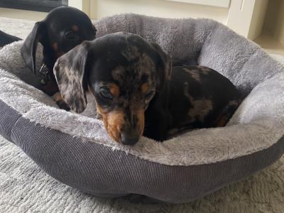 Miniature Dachshund