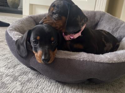 Miniature Dachshund