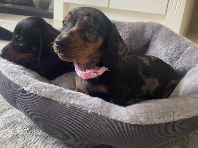 Miniature Dachshund
