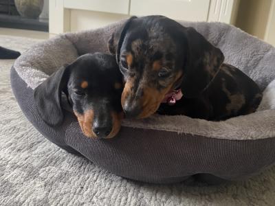 Miniature Dachshund