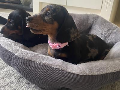 Miniature Dachshund