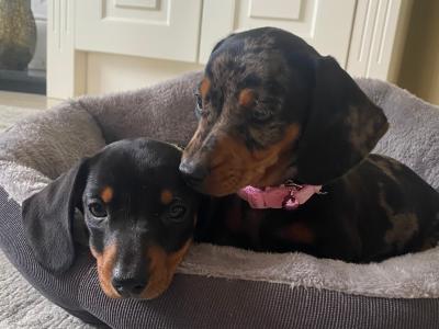 Miniature Dachshund puppies in Dublin