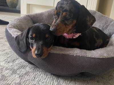 Miniature Dachshund