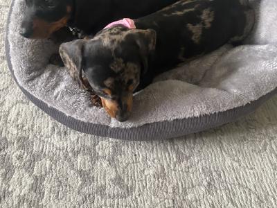 Miniature Dachshund