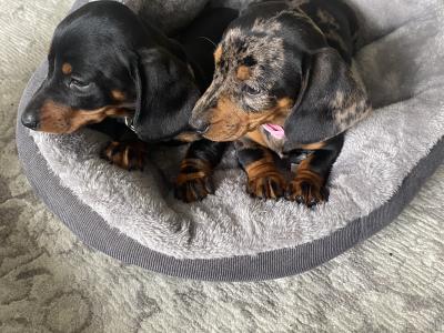 Miniature Dachshund