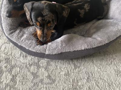 Miniature Dachshund