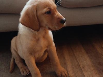 Excellent Labrador puppies in Cavan