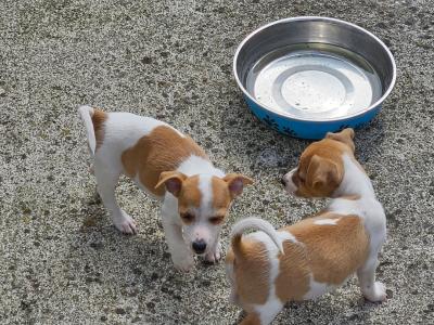 Jack Russell puppies in Carlow - €400 have a look at all pictures thanks 🐶 don't email me  thanks