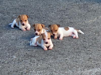 Jack Russells €400 have look at all pictures thanks 🐶