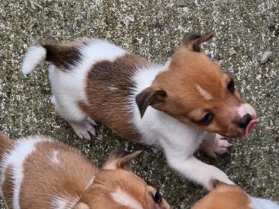 Jack Russells puppies in Carlow - €400 have a look at all pictures thanks 🐶