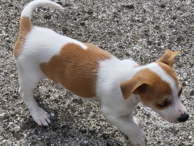 Jack Russell puppies in Carlow - €400 have a look at all pictures thanks 🐶 don't email me  thanks