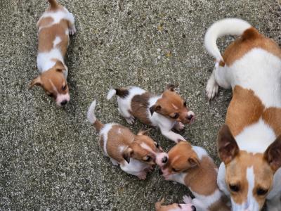 Jack Russells €400 have look at all pictures thanks 🐶