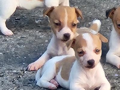Jack Russell puppies in Carlow - €400 have a look at all pictures thanks 🐶 don't email me  thanks