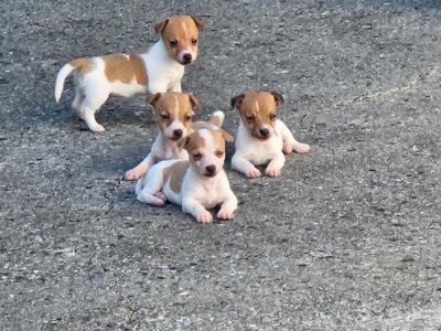 Jack Russells €400 have look at all pictures thanks 🐶