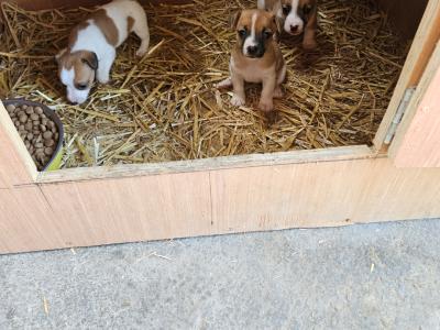 Jack Russells €400 have look at all pictures thanks 🐶