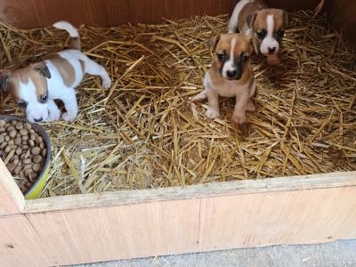 Jack Russells €400 have look at all pictures thanks 🐶