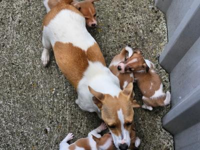 Jack Russells €400 have look at all pictures thanks 🐶