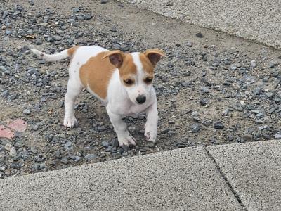 Jack Russell puppies only one lovely female looking forward home 🐶🐶.. 300