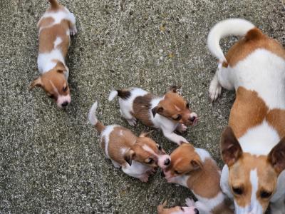 Jack Russells €400 have look at all pictures thanks 🐶