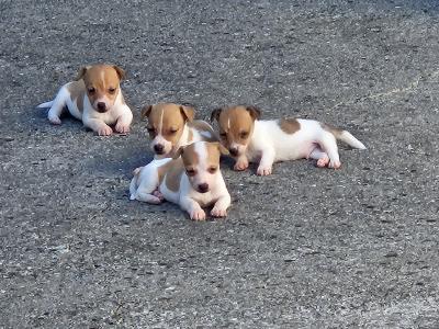 Jack Russells €400 have look at all pictures thanks 🐶