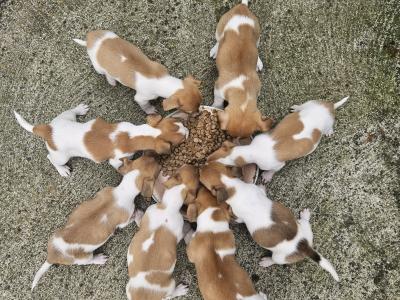 Jack Russells €400 have look at all pictures thanks 🐶