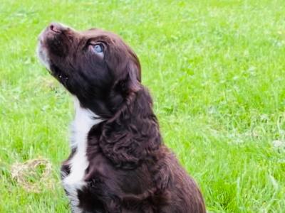 Beautiful Sprocker Puppies