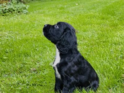 Beautiful Sprocker Puppies