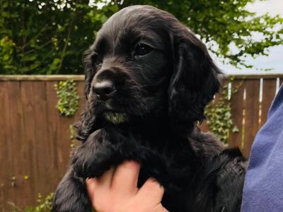 Beautiful Sprocker Puppies