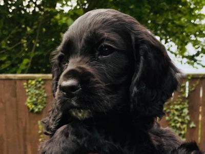 Beautiful Sprocker puppies in Kildare