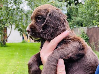 Beautiful Sprocker Puppies
