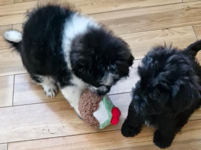 Imperial Shih Tzu puppies in Clare