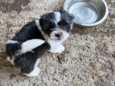 Imperial Shih Tzu puppies in Clare
