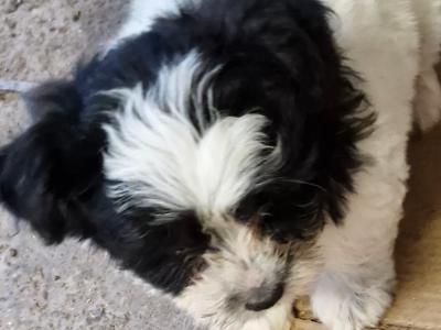 Imperial Shih Tzu puppies in Clare