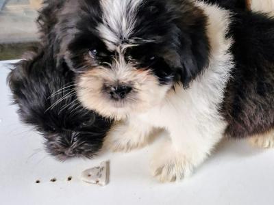Imperial Shih Tzu puppies in Clare