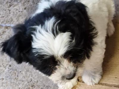 Imperial Shih Tzu puppies in Clare