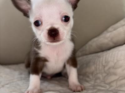 Teacup Chihuahua puppysfor sale watsapp me on 0858376290