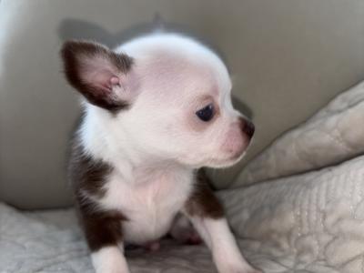 Teacup Chihuahua puppysfor sale watsapp me on 0858376290