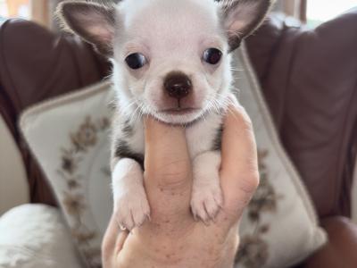 Teacup Chihuahua puppysfor sale watsapp me on 0858376290