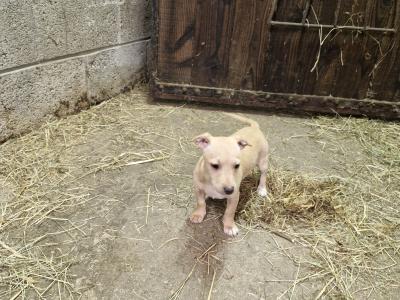 Jack Russell puppies in Wexford