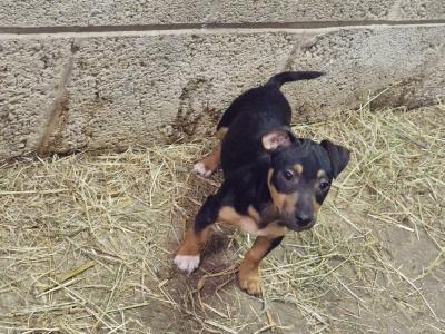 Jack Russell puppies in Wexford
