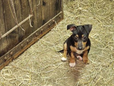 Jack Russell puppies in Wexford