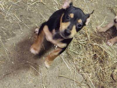 Jack Russell puppies in Wexford
