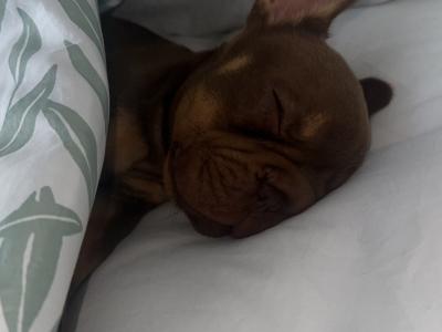 Female big rope French Bulldog puppy 3 months old in Dublin