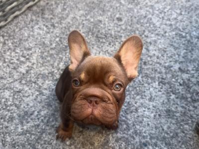 Female big rope French Bulldog puppy 3 months old in Dublin