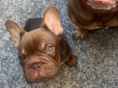 Female big rope French Bulldog puppy 3 months old in Dublin