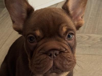 Female big rope French Bulldog puppy 3 months old in Dublin