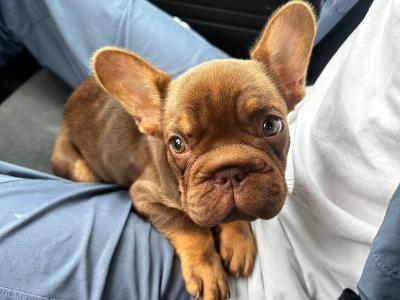 Female big rope French Bulldog puppy 3 months old in Dublin